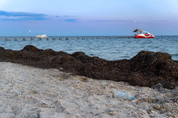 Uitzicht op plastic fles op een strand omgeven door zeewier — Stockfoto