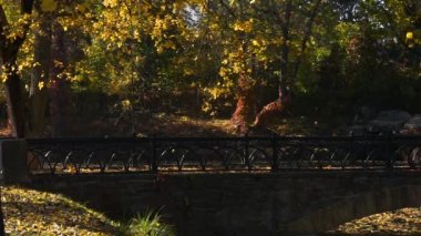  Güneşli bir sonbahar gününde yapraklar yavaşça parka düşer.