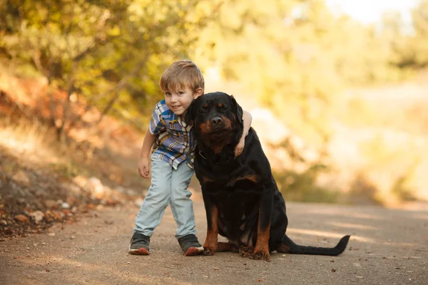 Bonito Pequeno Bebê Grande Cão Espécie Rottweiler Para Jogo Caminhada Imagens Royalty-Free