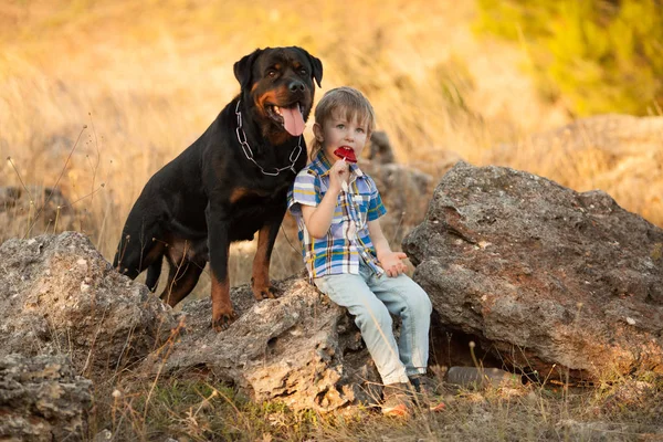 Aranyos Kis Baba Nagy Kutya Fajta Rottweiler Egy Séta Játék Stock Fotó