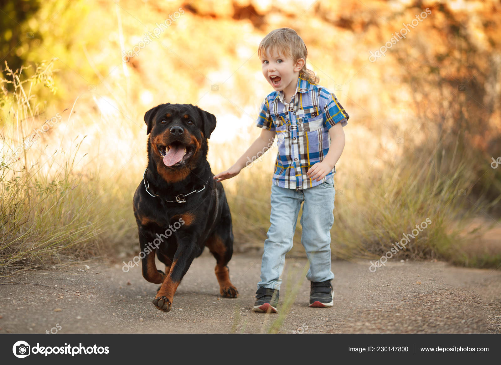 rottweiler dog big