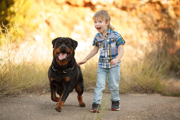 cute little baby and big dog breed Rottweiler for a walk play. Concept of veterinary medicine , dog products, baby and dog. Concept of veterinary medicine , dog products, baby and dog. Concept of veterinary medicine , dog products, baby and dog.