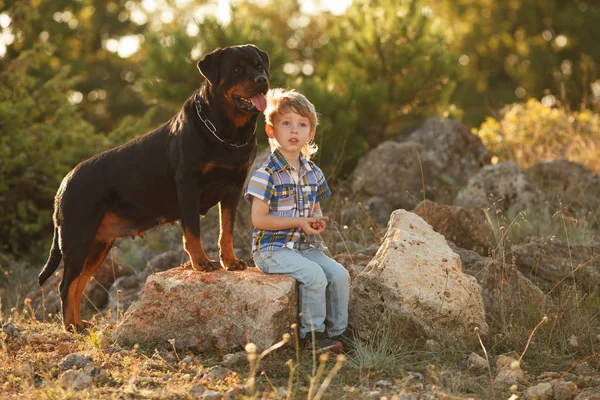 Симпатичный Маленький Ребенок Большая Собака Породы Пес Прогулки Ветеринарная Медицина Стоковая Картинка