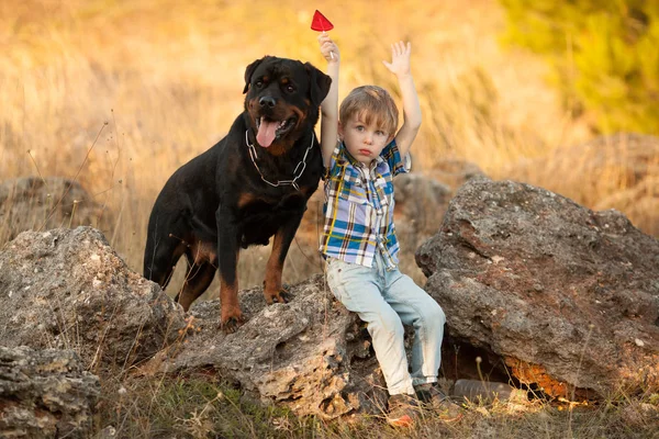 Aranyos Kis Baba Nagy Kutya Fajta Rottweiler Egy Séta Játék Jogdíjmentes Stock Fotók