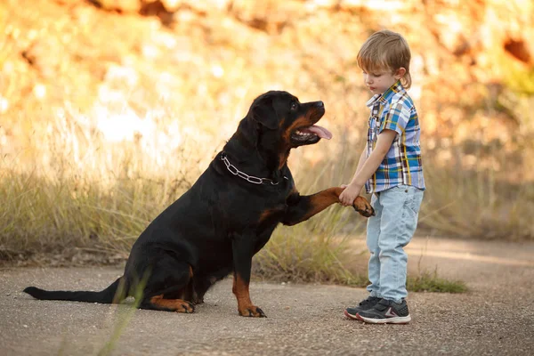 Bonito Pequeno Bebê Grande Cão Espécie Rottweiler Para Jogo Caminhada — Fotografia de Stock