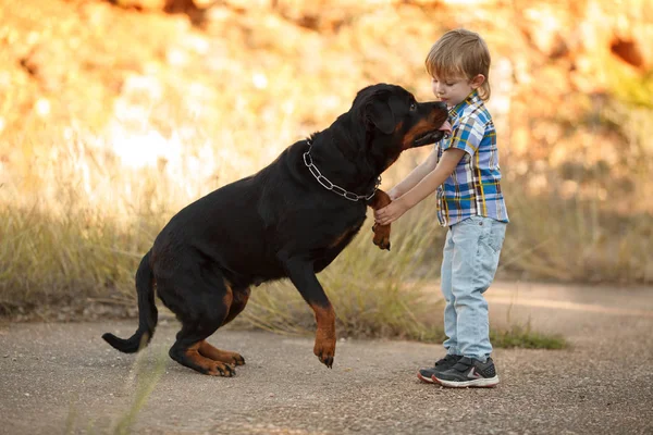 cute little baby and big dog breed Rottweiler for a walk play. Concept of veterinary medicine , dog products, baby and dog. Concept of veterinary medicine , dog products, baby and dog. Concept of veterinary medicine , dog products, baby and dog.