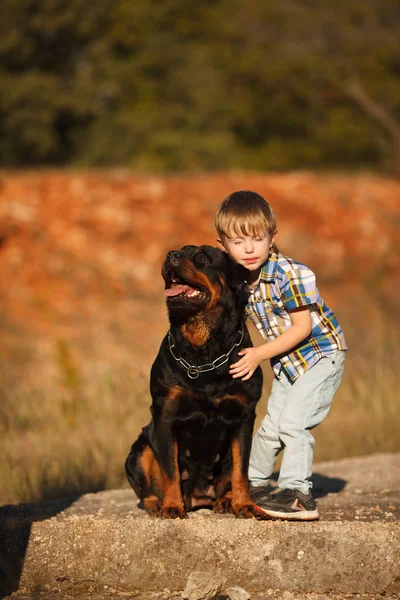 cute little baby and big dog breed Rottweiler for a walk play. Concept of veterinary medicine , dog products, baby and dog. Concept of veterinary medicine , dog products, baby and dog. Concept of veterinary medicine , dog products, baby and dog.