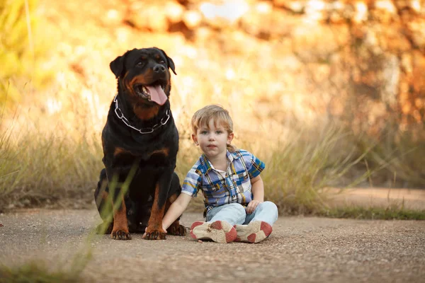 Симпатичный Маленький Ребенок Большая Собака Породы Пес Прогулки Ветеринарная Медицина Стоковое Фото