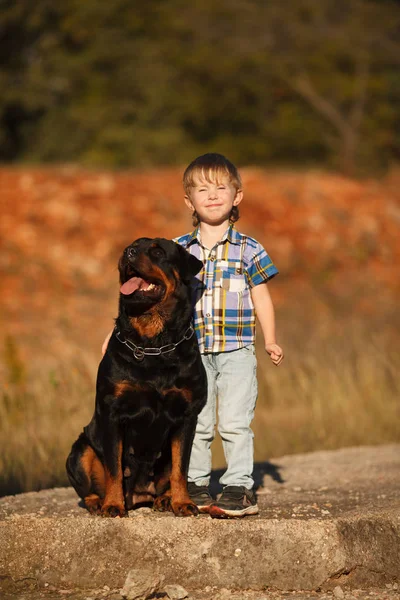 Bonito Pequeno Bebê Grande Cão Espécie Rottweiler Para Jogo Caminhada Imagem De Stock