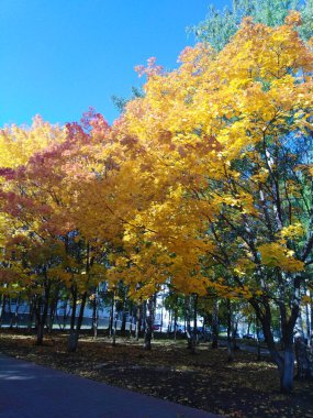 Sonbaharda altın akçaağaç yaprakları