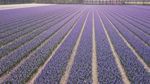 Lila hyacinth fält i netherlnds. Drone fluga — Stockvideo