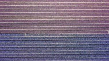 netherlnds mor sümbül alanında. Drone fly