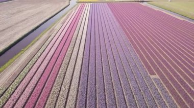 netherlnds mor sümbül alanında. Drone fly