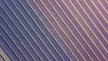 netherlnds mor sümbül alanında. Drone fly