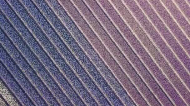Purple hyacinth field in netherlnds. drone fly — Stock Video