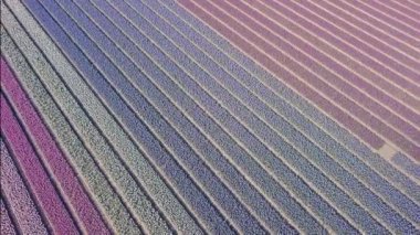 netherlnds mor sümbül alanında. Drone fly