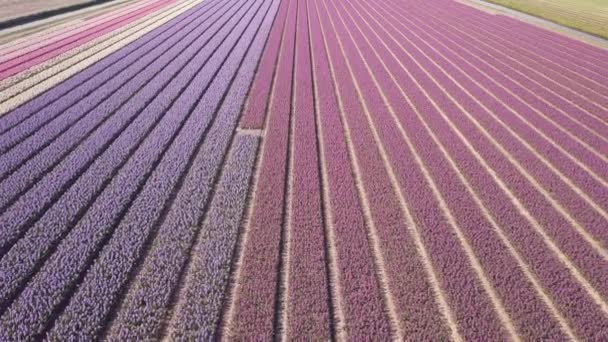 Purple hyacinth field in netherlnds. drone fly — Stock Video