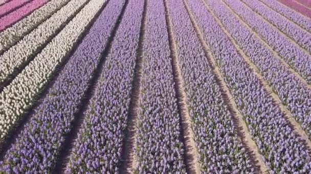 Purple hyacinth field in netherlnds. drone fly — Stock Video