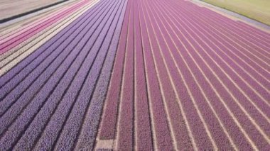netherlnds mor sümbül alanında. Drone fly