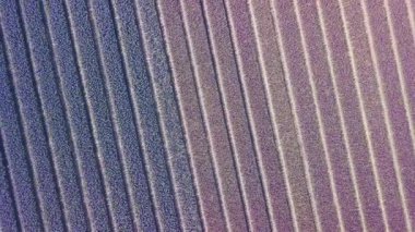 netherlnds mor sümbül alanında. Drone fly
