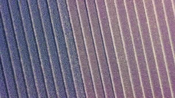 Campo jacinto roxo em netherlnds. mosca drone — Vídeo de Stock