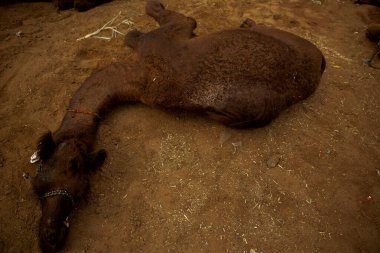 Puşkar, Rajasthan / Hindistan - Kasım 2019: Pushkar Fair, Hindistan adlı hayvan fuarında yatan bebek bir deve.