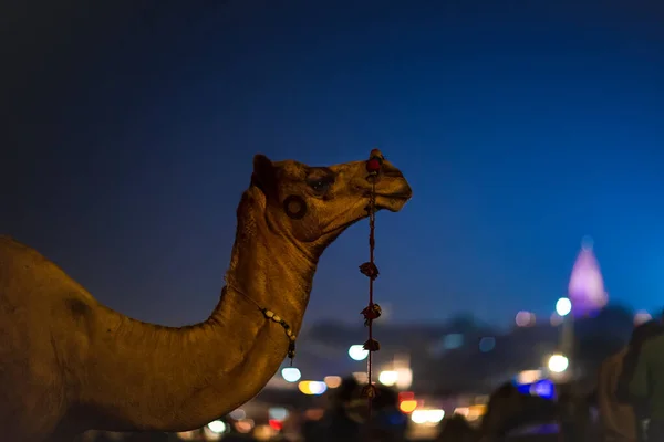 Pushkar Rajasthan India November 2019 Een Staande Kameel Schemering Een — Stockfoto