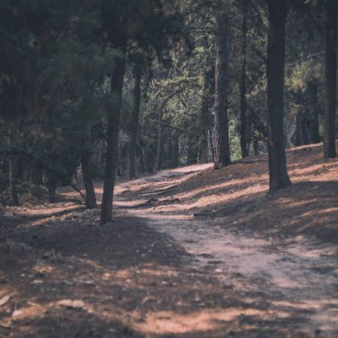 Ormandaki yol, kariyerinin yolu.