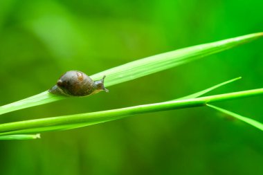 Nehir kıyısında sürünen küçük hava soluyan salyangoz Succinea putris.