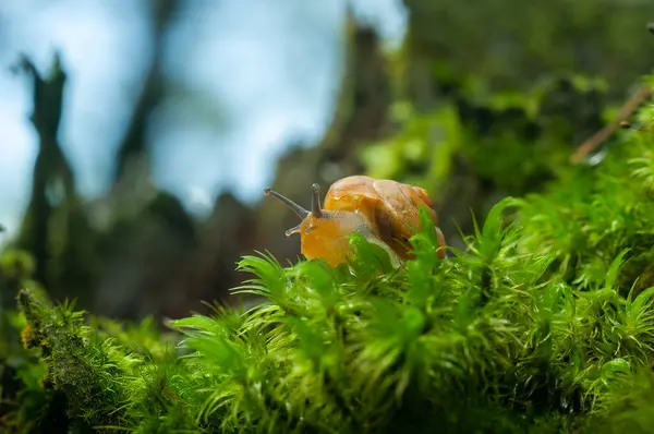 Small air-breathing land snail Succinea putris crawling in the moss of river banks