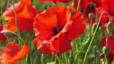 Rüzgarlı bir günde güzel bir kırmızı haşhaş tarlasına zoom yap.