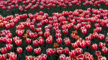 Hollanda lalelerinin tarladaki videolarını aşağı eğ
