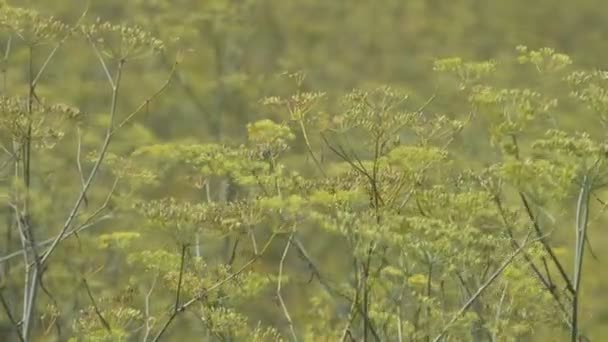 Zielono Żółte Kwiaty Świstaki Kołyszą Się Powrotem Wietrze Ostre Nieostre — Wideo stockowe