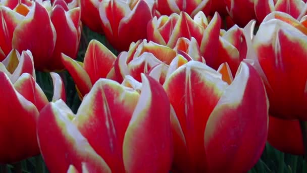 Primo Piano Dei Tulipani Olandesi Colore Rosso Giallo Bianco — Video Stock