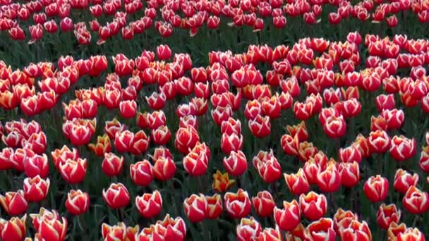 Inclinación Vídeo Tulipanes Holandeses Campo — Vídeo de stock