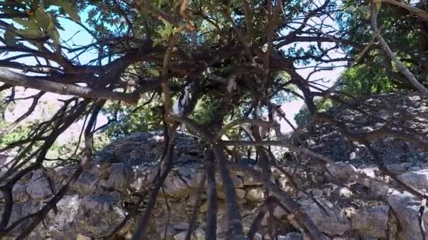 Bergziegen Unter Einem Baum Paleo Pili Einer Historischen Stätte Auf — Stockvideo