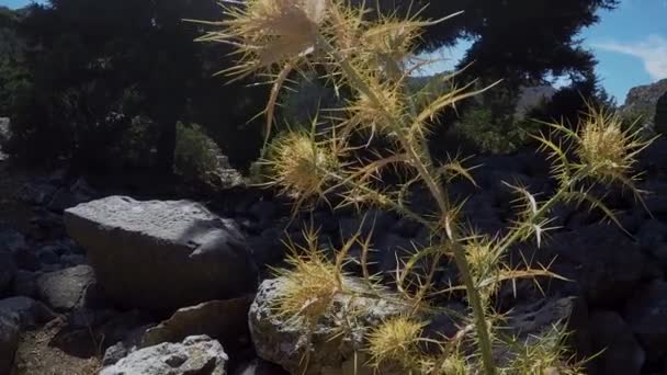 希腊科斯岛上的一个历史遗迹 皮里古城的一株橄榄树 — 图库视频影像