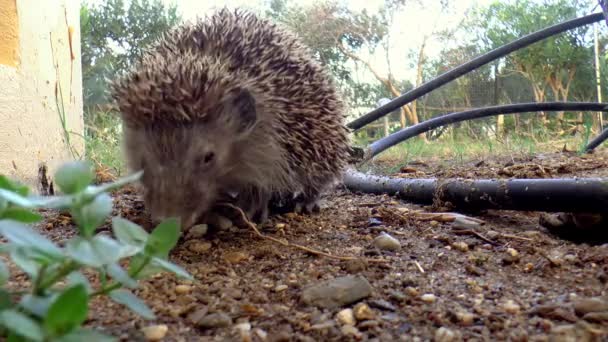 ハリネズミがパンを食べながら — ストック動画