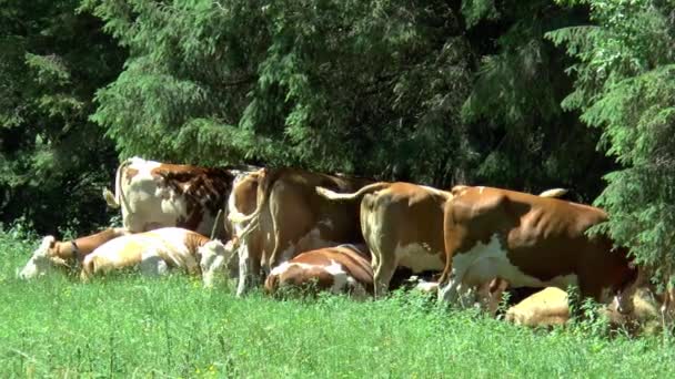 Vacas Alpinas Procuram Sombra Debaixo Das Árvores — Vídeo de Stock
