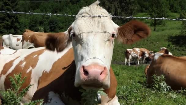 Una Vaca Alpina Acostada Detrás Alambre Púas Mira Curiosamente Cámara — Vídeo de stock