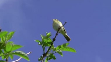 Wood Warbler bir çalılığın en yüksek noktasında oturur..