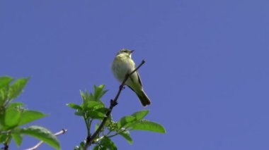 Wood Warbler bir çalılığın en yüksek noktasında şarkı söylüyor..