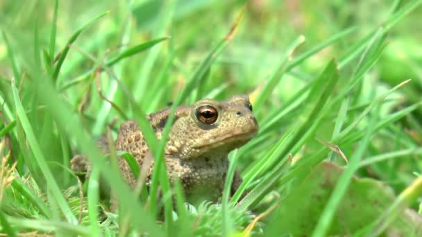 Žába Která Skrývá Vysoké Trávě Lese — Stock video