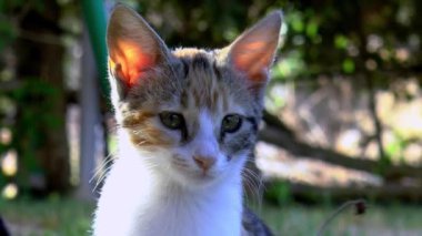 Bahçedeki Calico kedisi kameraya bakar, yaklaş..