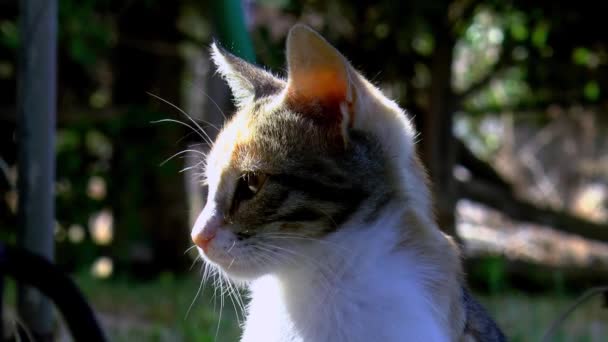 Calico Katze Garten Schaut Sich Aus Nächster Nähe — Stockvideo