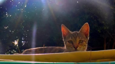 Calico kedisi bahçede güneşli bahçe hortumlarının arkasında yatıyor..