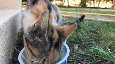 Calico Cat bir kase yoğurdu yalayıp temizler..