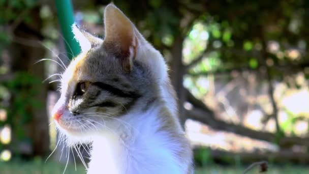 Calico Gato Jardim Olha Para Câmera Perto — Vídeo de Stock