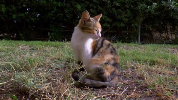 Calico Kat Zit Tuin — Stockvideo