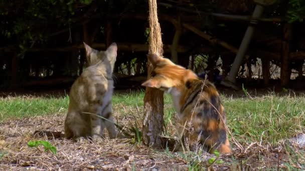 Two Calico Cats Frolic Scratch Each Other Garden — Stock Video